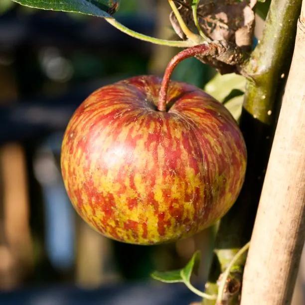Hereford Redstreak Cider Apple Trees for Sale Ashridge